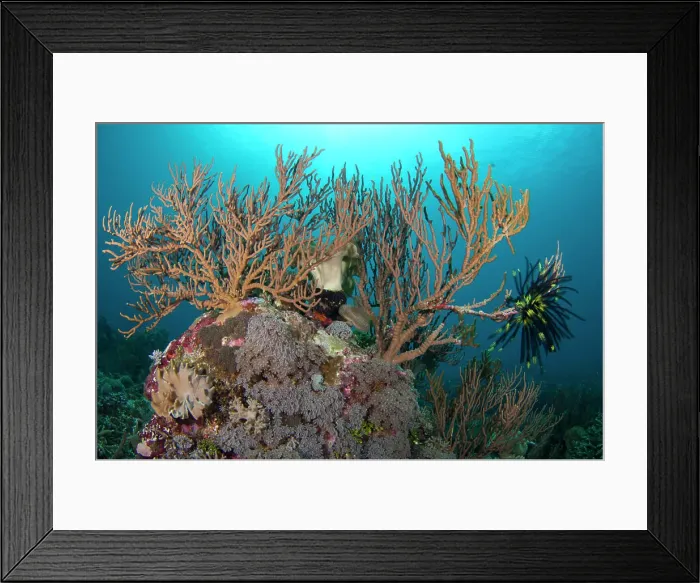 Framed Print : Soft coral tree with a feather star on a coral bommie, Taliabu Island, Sula Islands, Indonesia