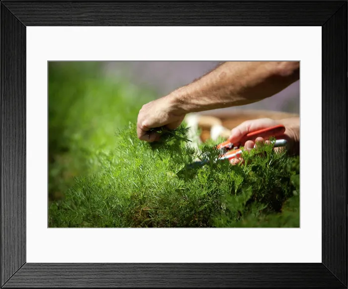 Framed Print : Reportage on herbalists in the Bauges mountain range in Savoie Framed Print : Reportage on herbalists in the Bauges mountain range in Savoie