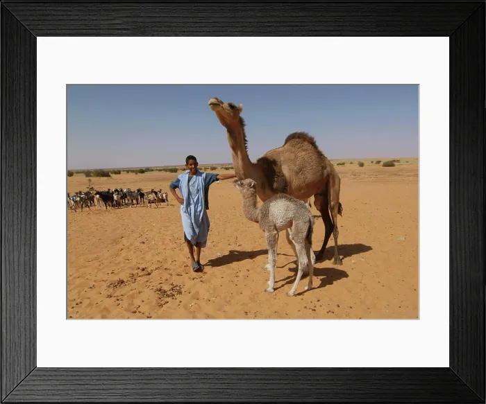 Framed Print : Mauritania, Lekhcheb, nomads, Mother dromedary and its calf