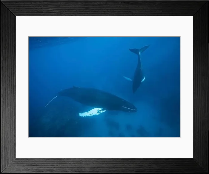 Framed Print : Humpback whale, mother and calf Framed Print : Humpback whale, mother and calf