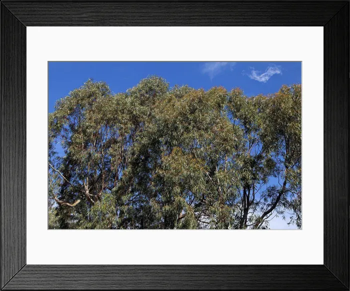Framed Print : Eucalyptus Riviera France Framed Print : Eucalyptus Riviera France