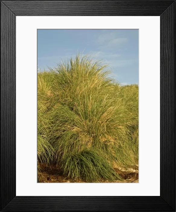 Framed Print : Tussock Grass (Poa flabellata) Kidney Island Framed Print : Tussock Grass (Poa flabellata) Kidney Island
