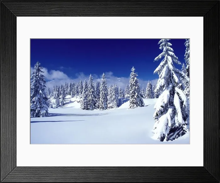 Framed Print : snow, trees, Switzerland, Vaud
