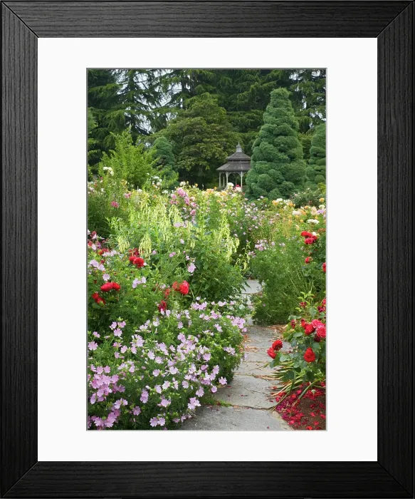 Framed Print : WA, Seattle, Roses in bloom and gazebo at the Rose Garden at the Woodland Park Zoo Framed Print : WA, Seattle, Roses in bloom and gazebo at the Rose Garden at the Woodland Park Zoo