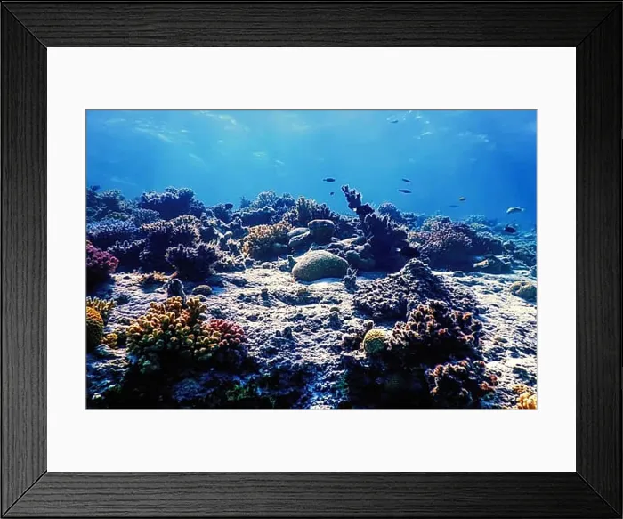 Framed Print : Underwater view of the coral reef, Tropical waters, Marine life Framed Print : Underwater view of the coral reef, Tropical waters, Marine life
