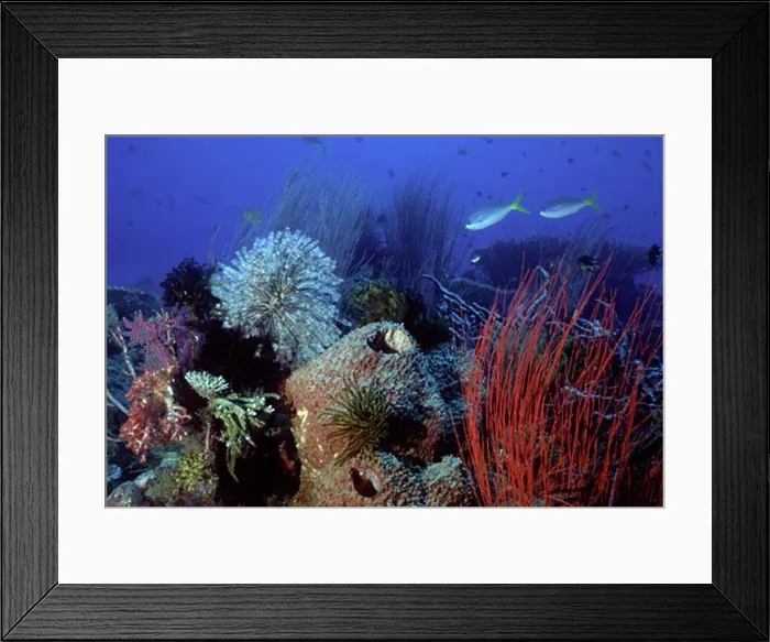 Framed Print : Reef scene with Soft Coral Sea Whips Barrel Sponges Framed Print : Reef scene with Soft Coral Sea Whips Barrel Sponges