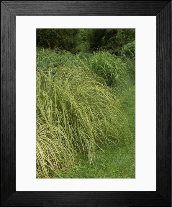 Framed Print : Uruguayan pampas grass Gold Band in a garden France