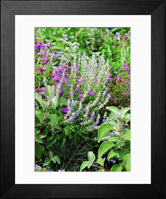 Framed Print : Mealycup sages and agerates in bloom in a garden