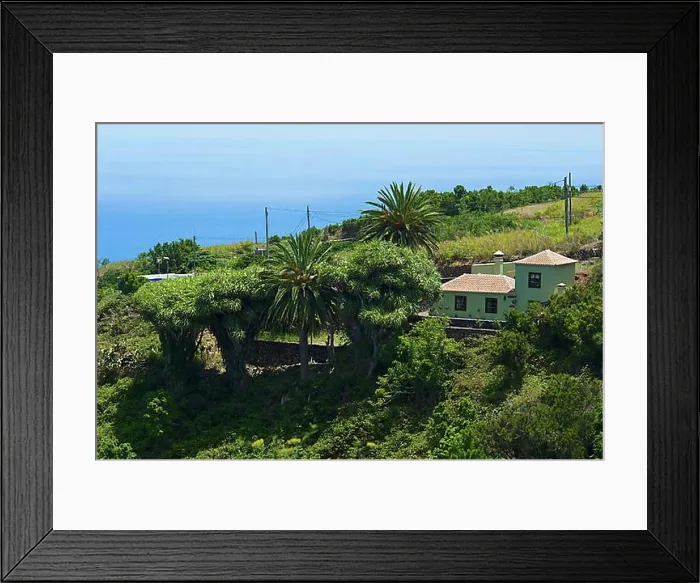 Framed Print : Dragon trees on the north coast of La Palma, Canary Islands, Spain, Europe Framed Print : Dragon trees on the north coast of La Palma, Canary Islands, Spain, Europe