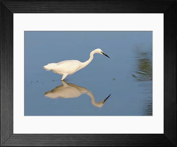 Framed Print : Little Egret (Egretta garzetta) Framed Print : Little Egret (Egretta garzetta)