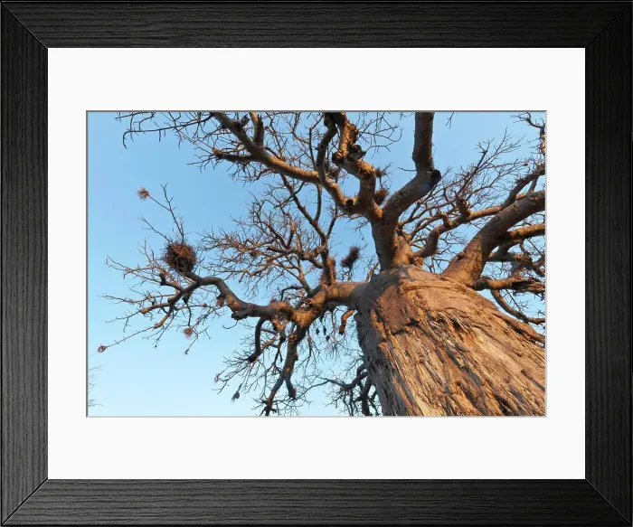 Framed Print : Baobab (Adansonia digitata) in Mopani Camp Framed Print : Baobab (Adansonia digitata) in Mopani Camp