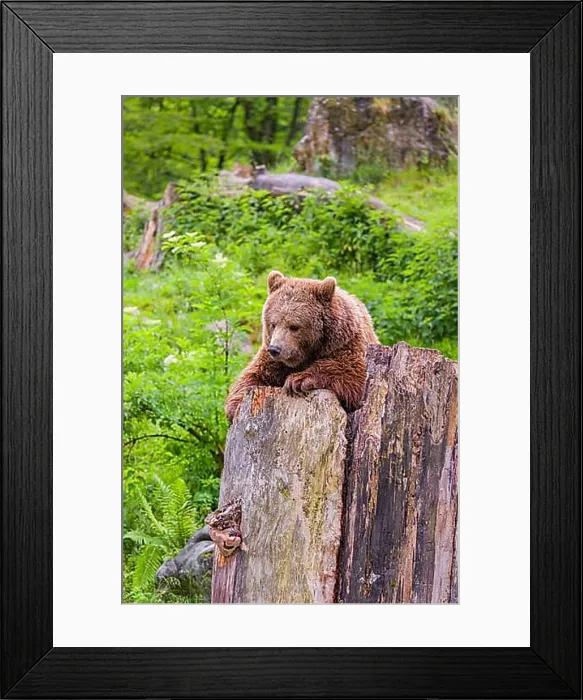 Framed Print : An adult female Eurasian brown bear (Ursus arctos arctos) uses the top of a dead tree as a vantage point Framed Print : An adult female Eurasian brown bear (Ursus arctos arctos) uses the top of a dead tree as a vantage point