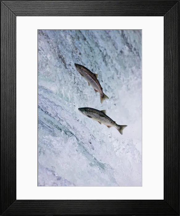 Framed Print : Salmon jumping over Brooks Falls, Katmai National Park, Alaska, USA Framed Print : Salmon jumping over Brooks Falls, Katmai National Park, Alaska, USA