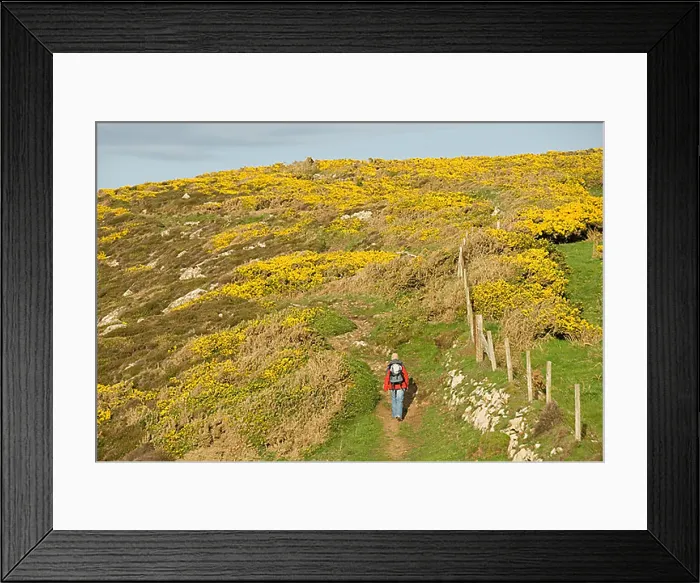 Framed Print : Hiker on path, flowering broom, Pembrokeshire, Wales, United Kingdom, Europe Framed Print : Hiker on path, flowering broom, Pembrokeshire, Wales, United Kingdom, Europe