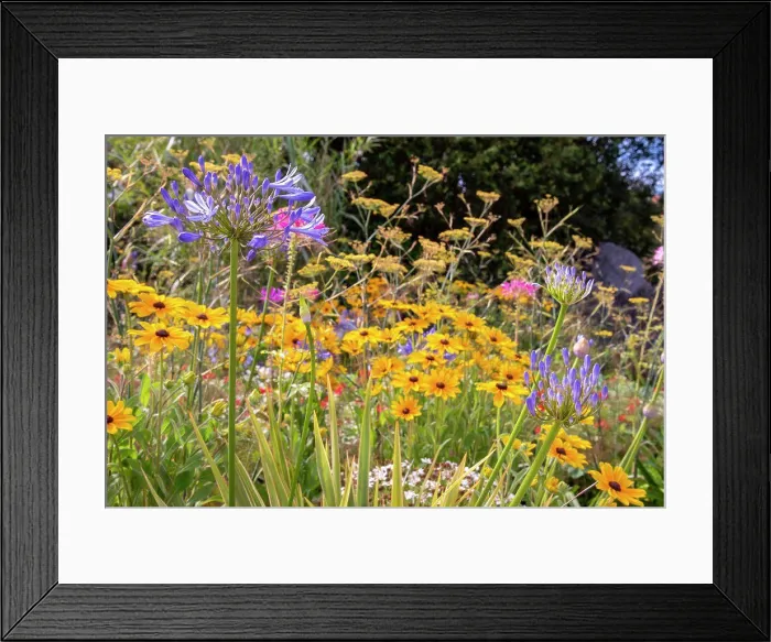 Framed Print : Coneflower (Rudbeckia sp) in bloom and Agapanthes (Agapanthus sp) in a garden, Summer, Pas de Calais, France Framed Print : Coneflower (Rudbeckia sp) in bloom and Agapanthes (Agapanthus sp) in a garden, Summer, Pas de Calais, France