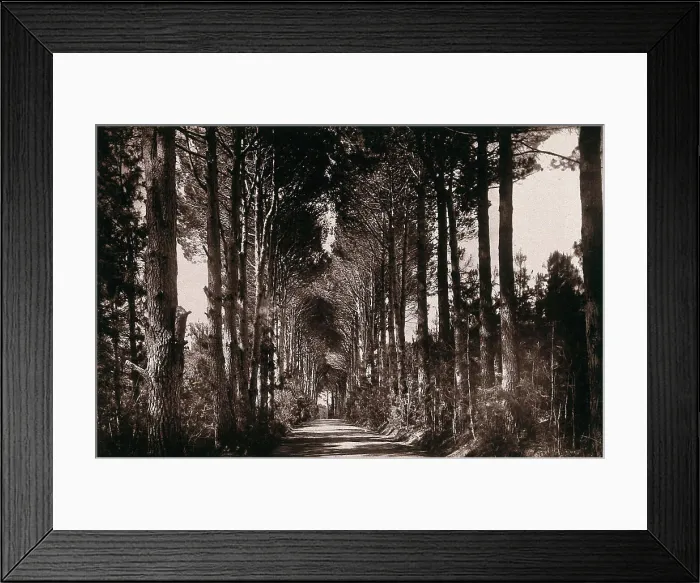 Framed Print : Bishop's Court, South Africa: an avenue. Woodburytype, 1888, after a photograph by Robert Harris Framed Print : Bishop's Court, South Africa: an avenue. Woodburytype, 1888, after a photograph by Robert Harris