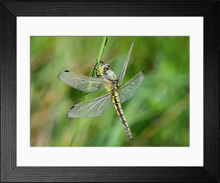 Framed Print : Black-tailed Skimmer (Orthetrum cancellatum), female covered in morning dew, Switzerland, Europe Framed Print : Black-tailed Skimmer (Orthetrum cancellatum), female covered in morning dew, Switzerland, Europe