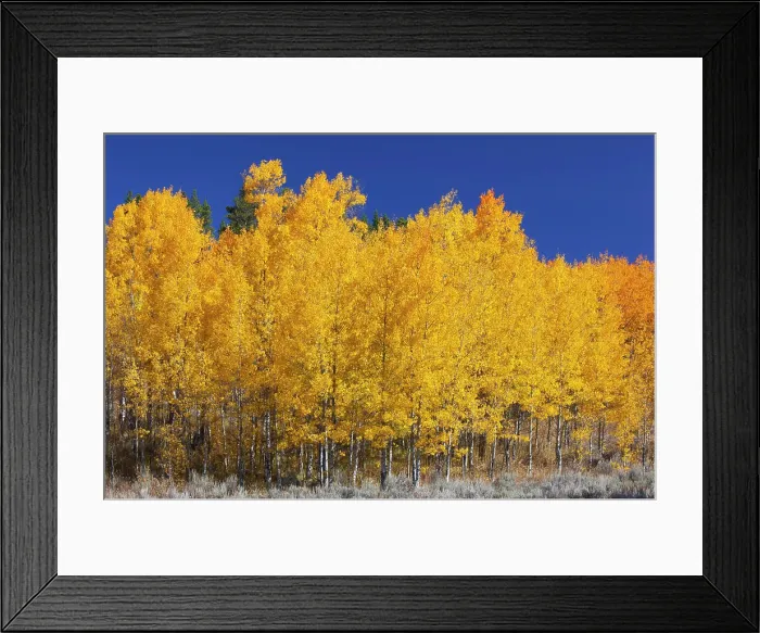 Framed Print : WY, Grand Teton NP, aspen trees Framed Print : WY, Grand Teton NP, aspen trees