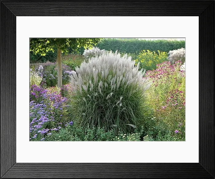 Framed Print : Chinese reed (Miscanthus sinensis Kleine Silberspinne') Framed Print : Chinese reed (Miscanthus sinensis Kleine Silberspinne')