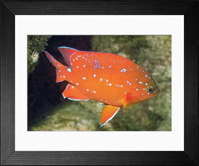 Framed Print : Garabaldi - juvenile form Hypsypops rubicunda Catalina Island California