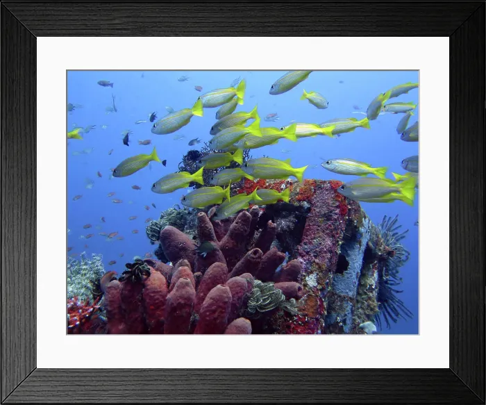 Framed Print : Thriving coral reef alive with marine life and fish Framed Print : Thriving coral reef alive with marine life and fish