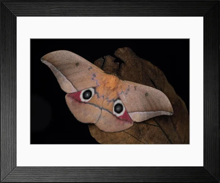 Framed Print : Lobobunaea moth (Lobobunaea acetes), Kibale NP, Uganda Framed Print : Lobobunaea moth (Lobobunaea acetes), Kibale NP, Uganda