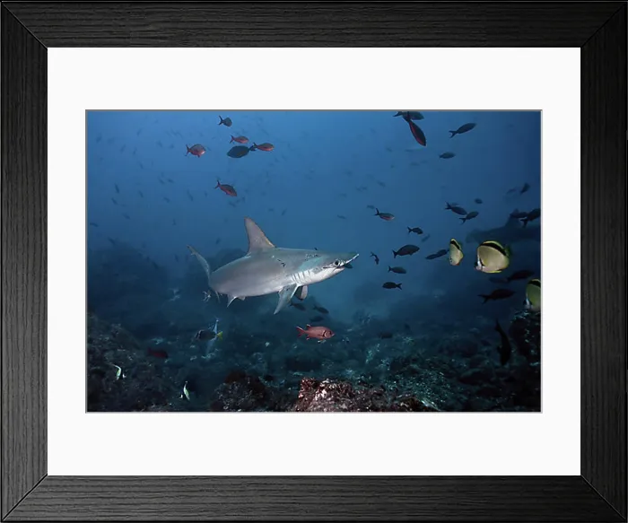 Framed Print : Scalloped Hammerhead Shark (Sphyrna lewini), Cocos Island, Costa Rica, Central America Framed Print : Scalloped Hammerhead Shark (Sphyrna lewini), Cocos Island, Costa Rica, Central America