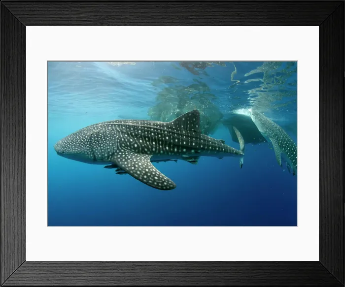 Framed Print : Whale Shark feeding at Bagan, Cenderawasih Bay