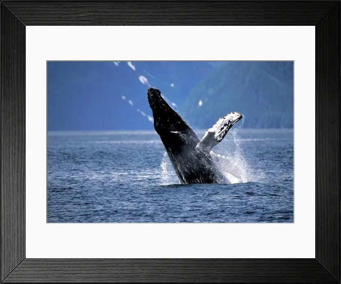 Framed Print : Alaska, Inside Passage Humpback whale (Megaptera novaengliae) breaching behavior Framed Print : Alaska, Inside Passage Humpback whale (Megaptera novaengliae) breaching behavior