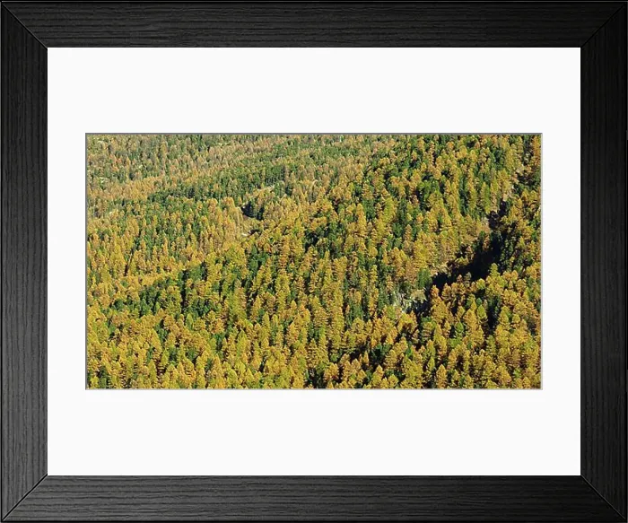Framed Print : Golden larch forest near Zermatt Framed Print : Golden larch forest near Zermatt