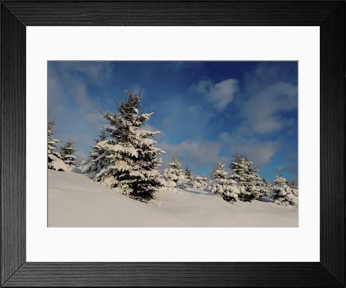Framed Print : Landscape of Norway Spruce (Picea abies) at a snowy day in winter, Upper Palatinate, Bavaria, Germany Framed Print : Landscape of Norway Spruce (Picea abies) at a snowy day in winter, Upper Palatinate, Bavaria, Germany