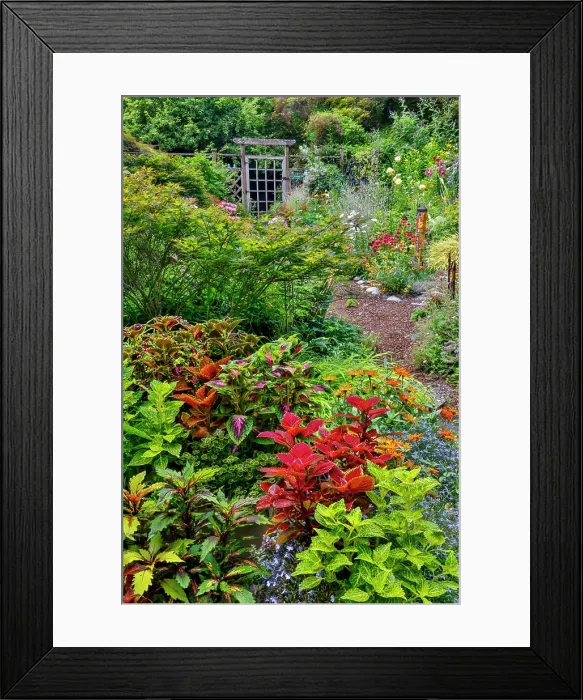 Framed Print : USA, Washington State, Sammamish. Garden in bloom in sunny location