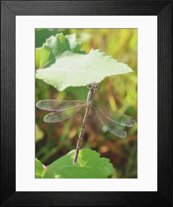 Framed Print : Suedliche Binsenjungfer Lestes barbarus Framed Print : Suedliche Binsenjungfer Lestes barbarus
