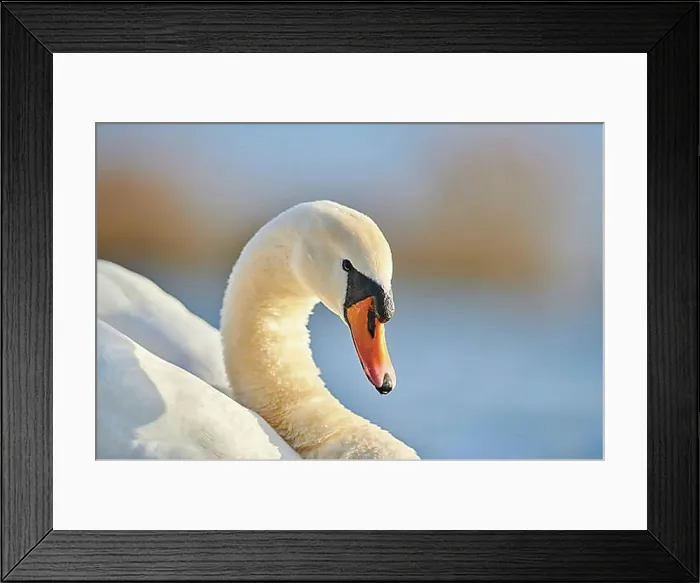 Framed Print : Mute swan (Cygnus olor), portrait, Donau river, Upper Palatinate, Bavaria, Germany, Europe