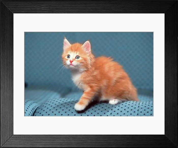 Framed Print : Norwegian Forest Cat, kitten, 5 weeks Framed Print : Norwegian Forest Cat, kitten, 5 weeks