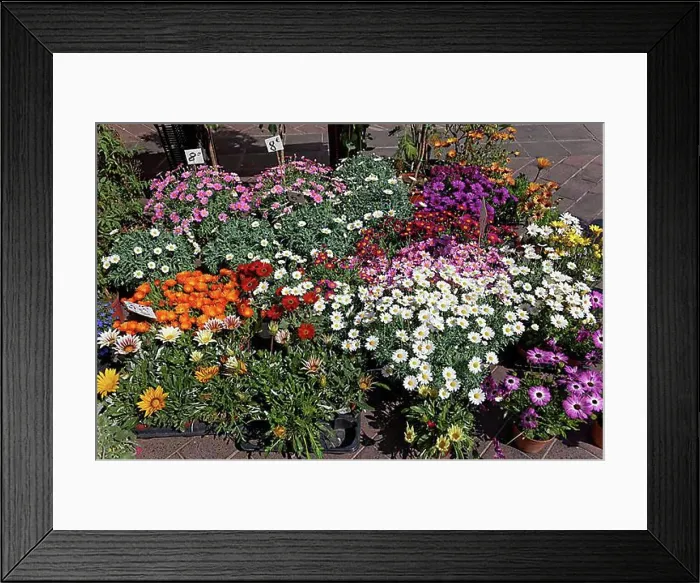 Framed Print : Flower market on the Cours Saleya Framed Print : Flower market on the Cours Saleya