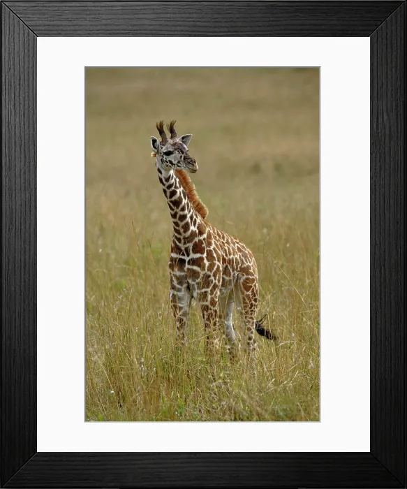 Framed Print : Baby Masai Giraffe, Giraffa camelopardalis tippelskirchi, Masai Mara Game Reserve, Kenya Framed Print : Baby Masai Giraffe, Giraffa camelopardalis tippelskirchi, Masai Mara Game Reserve, Kenya