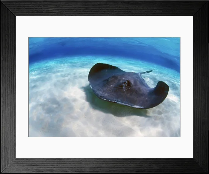 Framed Print : Stingray City, Grand Cayman, Cayman Islands, Caribbean Framed Print : Stingray City, Grand Cayman, Cayman Islands, Caribbean