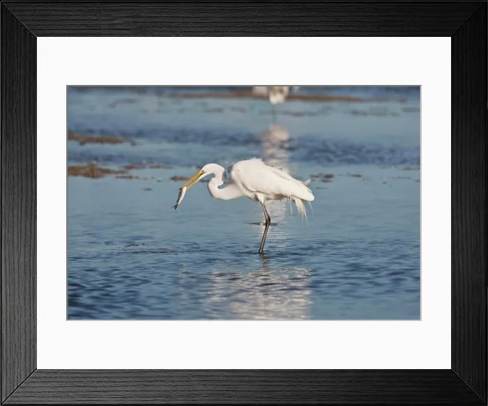 Framed Print : Great Egret (Ardea alba) catching fish, Aransas Bay, Rockport, Refugio County, Texas, USA Framed Print : Great Egret (Ardea alba) catching fish, Aransas Bay, Rockport, Refugio County, Texas, USA