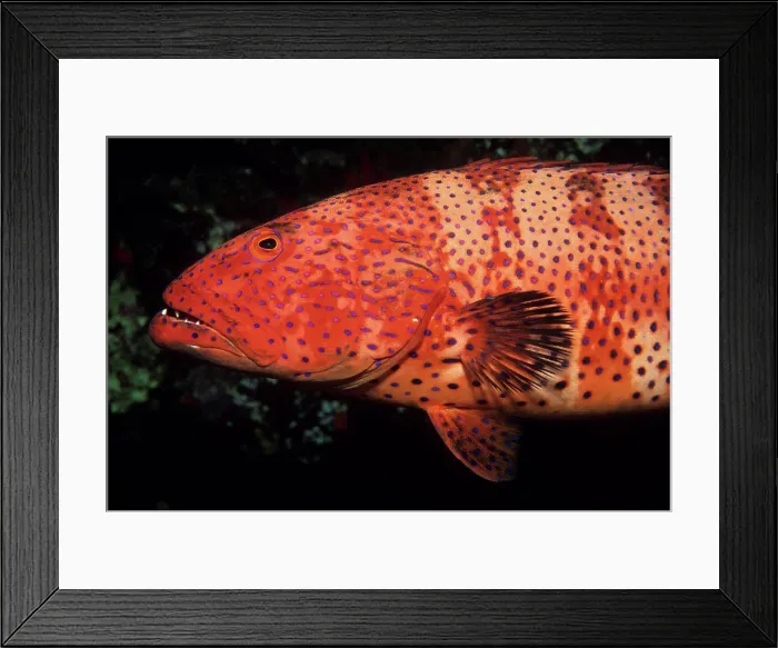 Framed Print : Roving Coralgrouper wandering in the Red Sea Egypt Framed Print : Roving Coralgrouper wandering in the Red Sea Egypt