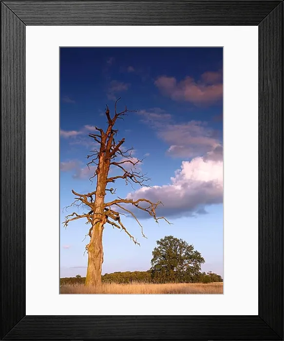 Framed Print : Deadwood oak, Middle Elbe Biosphere Reserve, Saxony-Anhalt, Germany Framed Print : Deadwood oak, Middle Elbe Biosphere Reserve, Saxony-Anhalt, Germany