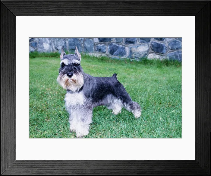 Framed Print : Schnauzer in grass Framed Print : Schnauzer in grass