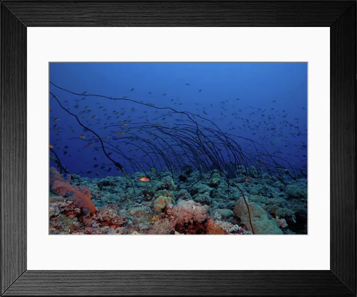 Framed Print : Whip coral in the Red Sea Sudan Framed Print : Whip coral in the Red Sea Sudan