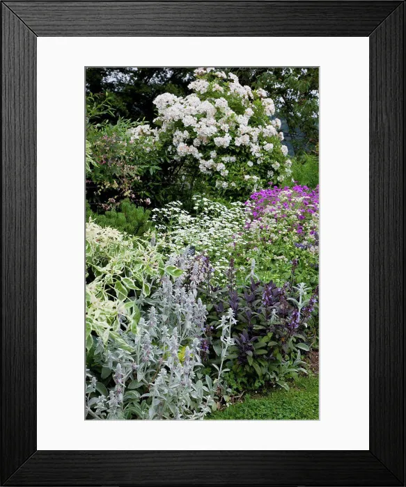 Framed Print : Mixed border in bloom in a garden Framed Print : Mixed border in bloom in a garden