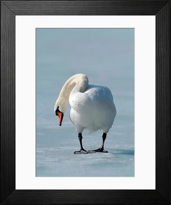 Framed Print : Mute Swan (Cygnus olor), Lake Reintaler-See, Tyrol, Austria, Europe Framed Print : Mute Swan (Cygnus olor), Lake Reintaler-See, Tyrol, Austria, Europe