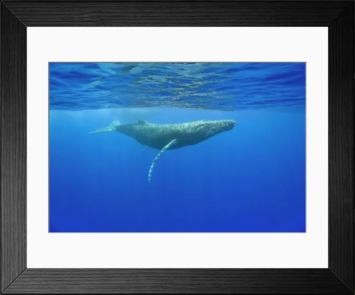 Framed Print : USA, Hawaii, Big Island, Underwater view of Humpback Whales (Megaptera novaengliae) swimming in Pacific Ocean Framed Print : USA, Hawaii, Big Island, Underwater view of Humpback Whales (Megaptera novaengliae) swimming in Pacific Ocean