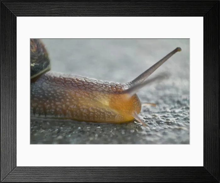 Framed Print : Detail of a macro shot of a snail, skull, where you can see the details of the eyes, antennas, and ripples of the body Framed Print : Detail of a macro shot of a snail, skull, where you can see the details of the eyes, antennas, and ripples of the body