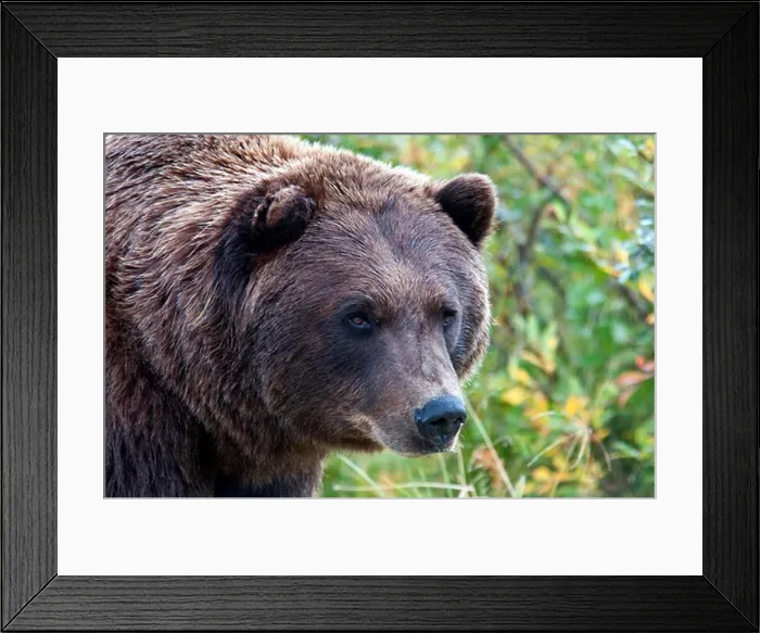 Framed Print : USA, Alaska, Alaska Wildlife Conservation Center, Brown Bear
