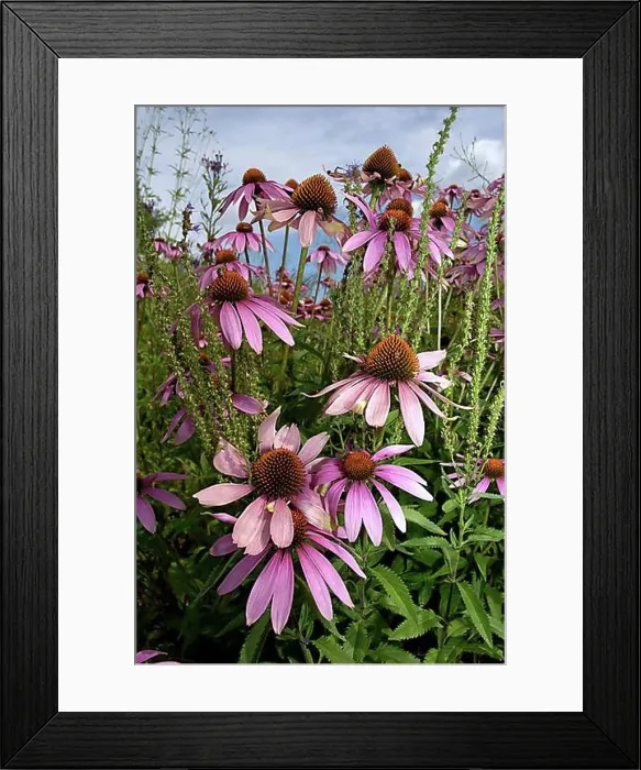 Framed Print : Purple Purple Cone flower (Rudbeckia purpurea) (Echinacea purpurea) Framed Print : Purple Purple Cone flower (Rudbeckia purpurea) (Echinacea purpurea)