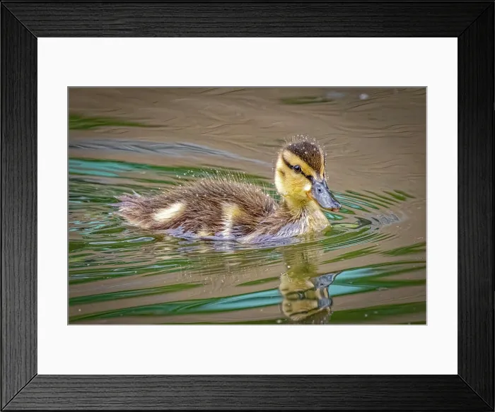 Framed Print : USA, Colorado, Fort Collins. Mallard duck duckling in water
